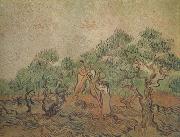 Vincent Van Gogh Olive Picking (nn04) Spain oil painting reproduction